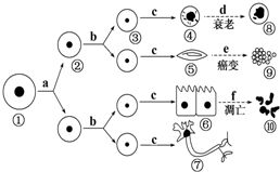未使用放射性同位素標(biāo)記技術(shù)的生物學(xué)重要實驗